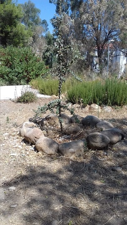 Le chêne vert de Djenane Dardar Qacentina