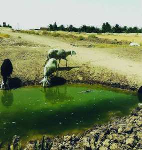 Elevage des ovins à Biskra: Des troupeaux s’abreuvent des eaux usées à El Haouch