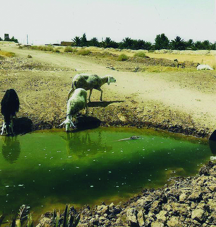 Elevage des ovins à Biskra: Des troupeaux s’abreuvent des eaux usées à El Haouch