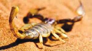 ENVENIMATION SCORPIONIQUE À GHARDAÏA: Plus de 1.730 cas depuis le début de l’année