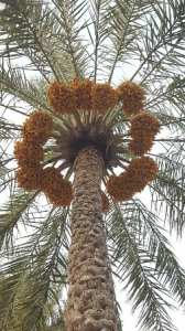 أسطورة   هيتة