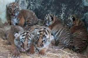 Djelfa - Naissance de cinq tigrons au parc zoologique «Lion de l’Atlas»