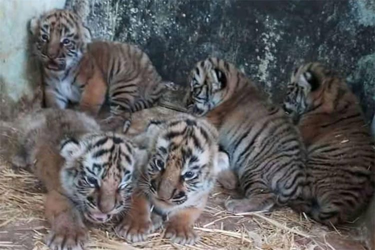 Djelfa - Naissance de cinq tigrons au parc zoologique «Lion de l’Atlas»