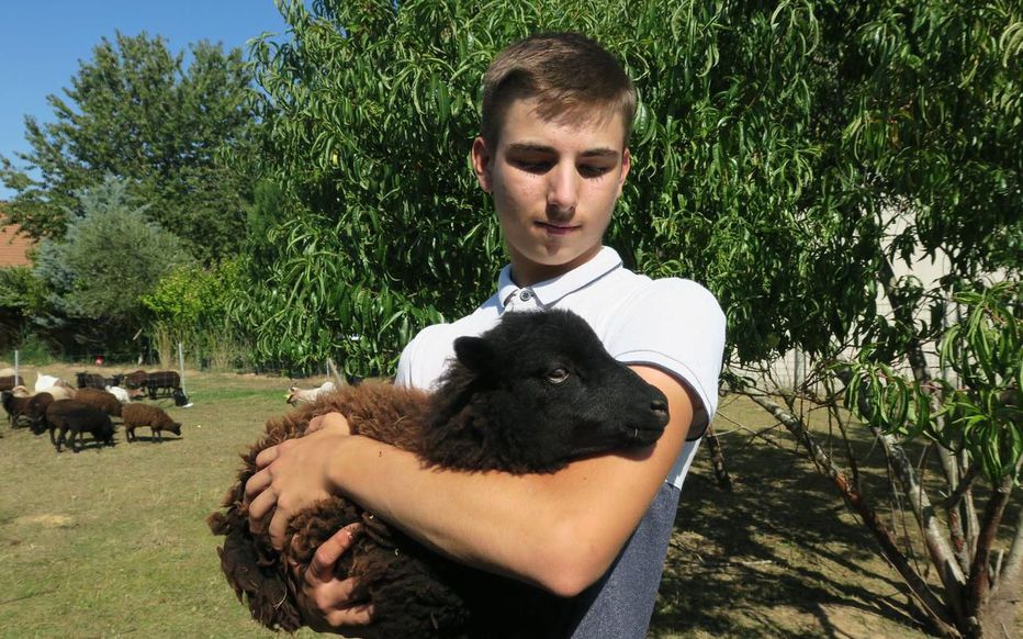 Planète - Ile-de-France: Théo, 16 ans, loue des moutons pour tondre votre jardin !