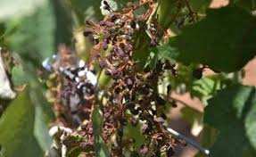 Planète (France) - Hérault: Plus de 10.000 hectares de vignes ont été sinistrés par la canicule