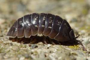 Honneur aux cloportes !