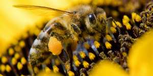 Planète (Belgique) - Les abeilles mises à l'honneur au Salon bio Valériane à Namur Expo