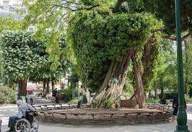 Planète (France) - Un arbre dans la ville