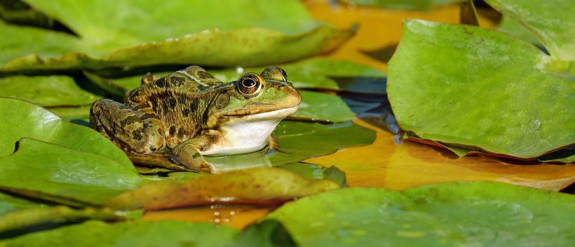 Planète (France) - Les grenouilles d’un étang obtiennent l’expulsion d’un couple de parisiens bruyants