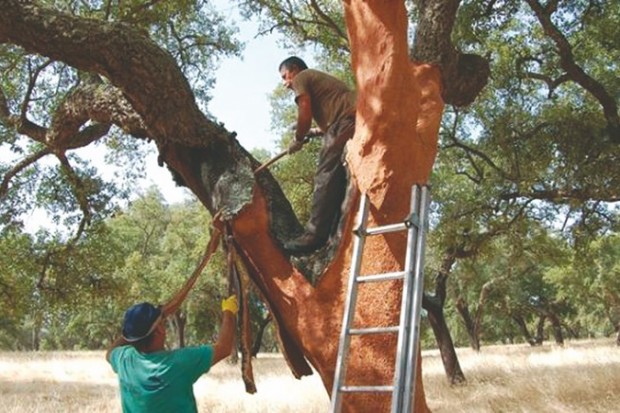 FAUTE DE MAIN-D’ŒUVRE: Seuls 25% de la production de liège collectés à Béjaïa