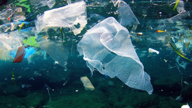 Algérie - Protection de la biodiversité sous-marine: «Les gens adhèrent, mais leurs actions restent sans suite»