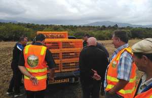 IFIGHA (TIZI OUZOU) - Lâcher de 300 perdrix gambra