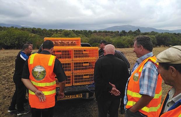 IFIGHA (TIZI OUZOU) - Lâcher de 300 perdrix gambra