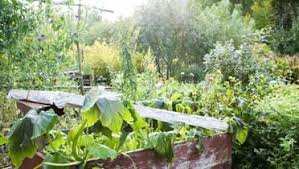 Mostaganem - Le jardin de l’ancienne gare routière abandonné à son triste sort