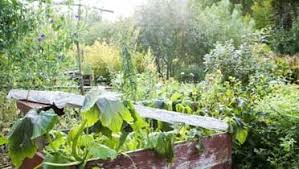 Mostaganem - Le jardin de l’ancienne gare routière abandonné à son triste sort