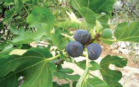 Béjaïa - Baisse sensible de la récolte de figues