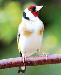 Extinction du chardonneret de Souk Ahras: Les oiseleurs se rabattent sur l’élevage domestique