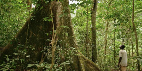 Planète - Le Gabon, premier pays africain payé pour ses efforts contre la déforestation