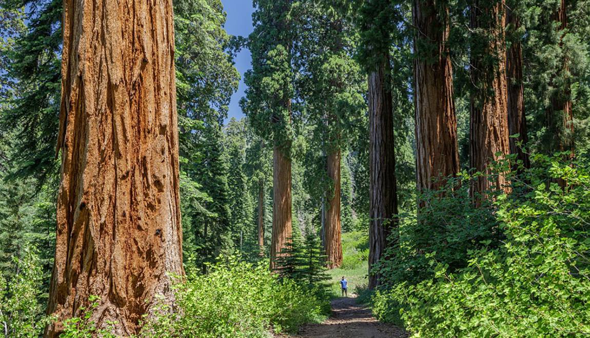 Planète - Etats-Unis: La plus grande forêt privée de séquoias géants bientôt protégée en Californie?