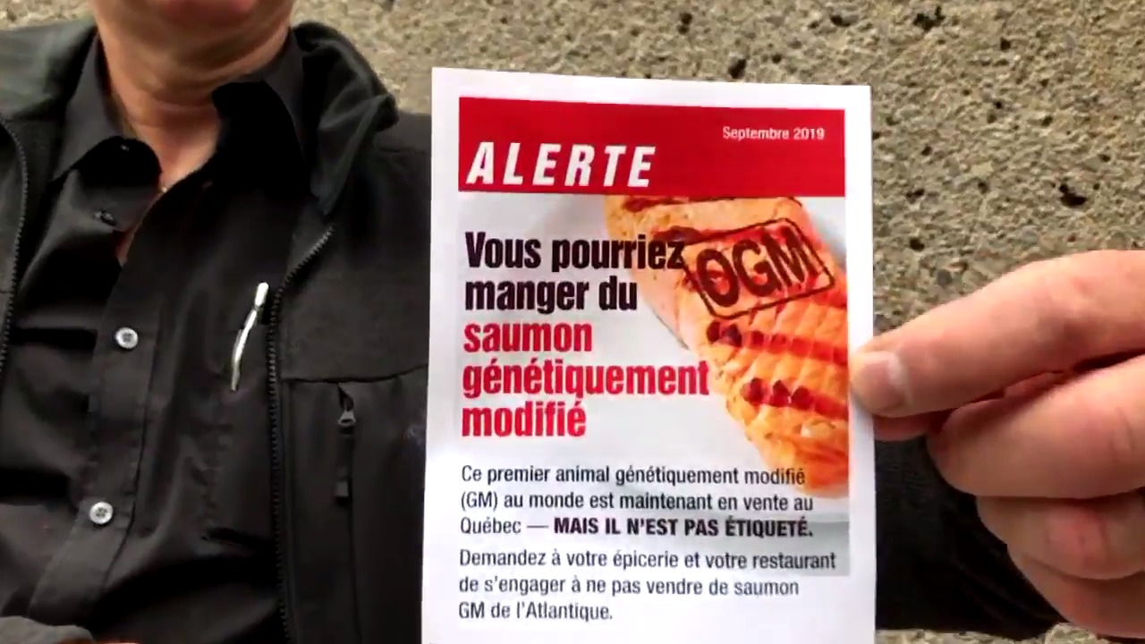 اخذ الحذر قبل شراء سمك السلمون المعدل وراثياُ من الاسواق