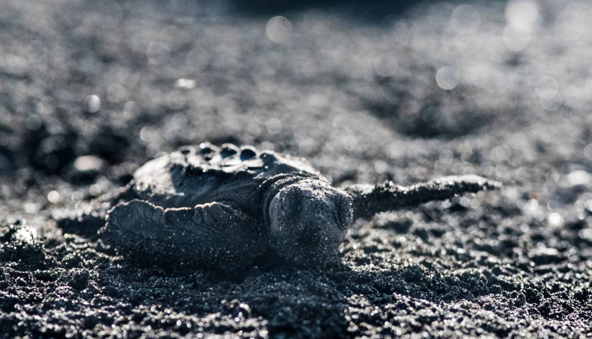 Planète - Au Costa Rica, sur les traces des tortues de Kemp