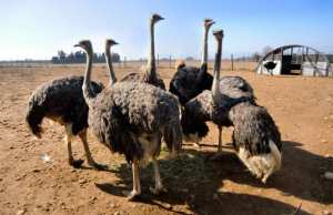 NAÂMA - Une ferme pour l’élevage de l’autruche
