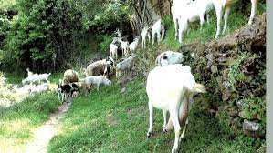 Béjaïa - L’élevage caprin, une filière à développer