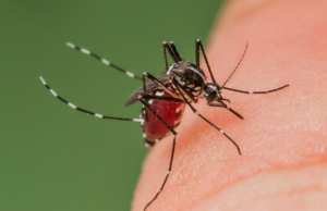 Algérie - Les dernières précipitations sont à l’origine du phénomène: Le moustique tigre prolifère à une vitesse inquiétante