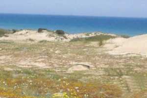 Oran - PROTECTION DU PATRIMOINE VÉGÉTAL AU LAC D’EL-MACTAÂ : Des mesures pour mettre un terme à l’agression des rosiers