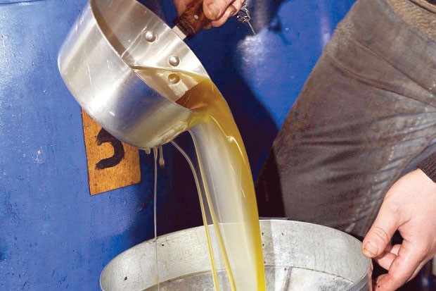 DÉBUT DE LA CAMPAGNE OLÉICOLE À MAÂTKAS (TIZI OUZOU): Entre enthousiasme et appréhensions