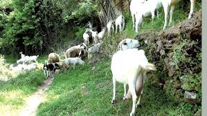 Béjaïa - L’élevage caprin, une filière à développer