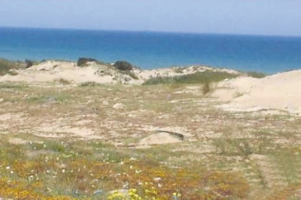 Oran - PROTECTION DU PATRIMOINE VÉGÉTAL AU LAC D’EL-MACTAÂ : Des mesures pour mettre un terme à l’agression des rosiers