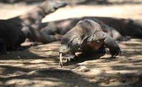 Planète - Indonésie: L’île de Komodo ne fermera pas mais son accès sera limité