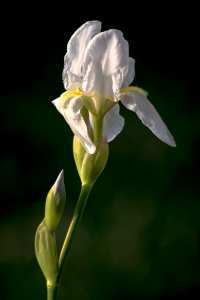 Constantine – A la recherche de l’iris à fleur blanche