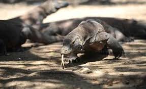 Planète - Indonésie: L’île de Komodo ne fermera pas mais son accès sera limité