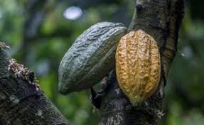 Planète - Après le soja et l’huile de palme… Le cacao, l’autre culture qui grignote la forêt