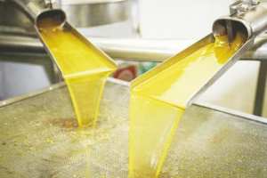 GHARDAÏA - Hausse de la production oléicole