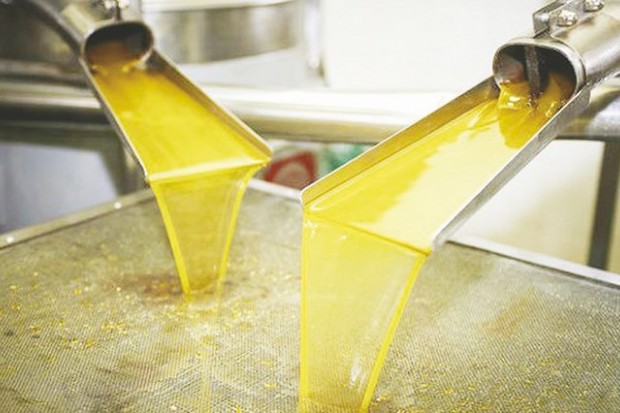 GHARDAÏA - Hausse de la production oléicole