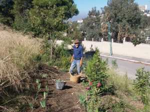 Constantine – Une journée de travail à Djenane Dardar Qacentina: Plantation de fixation de sol avec l’iris