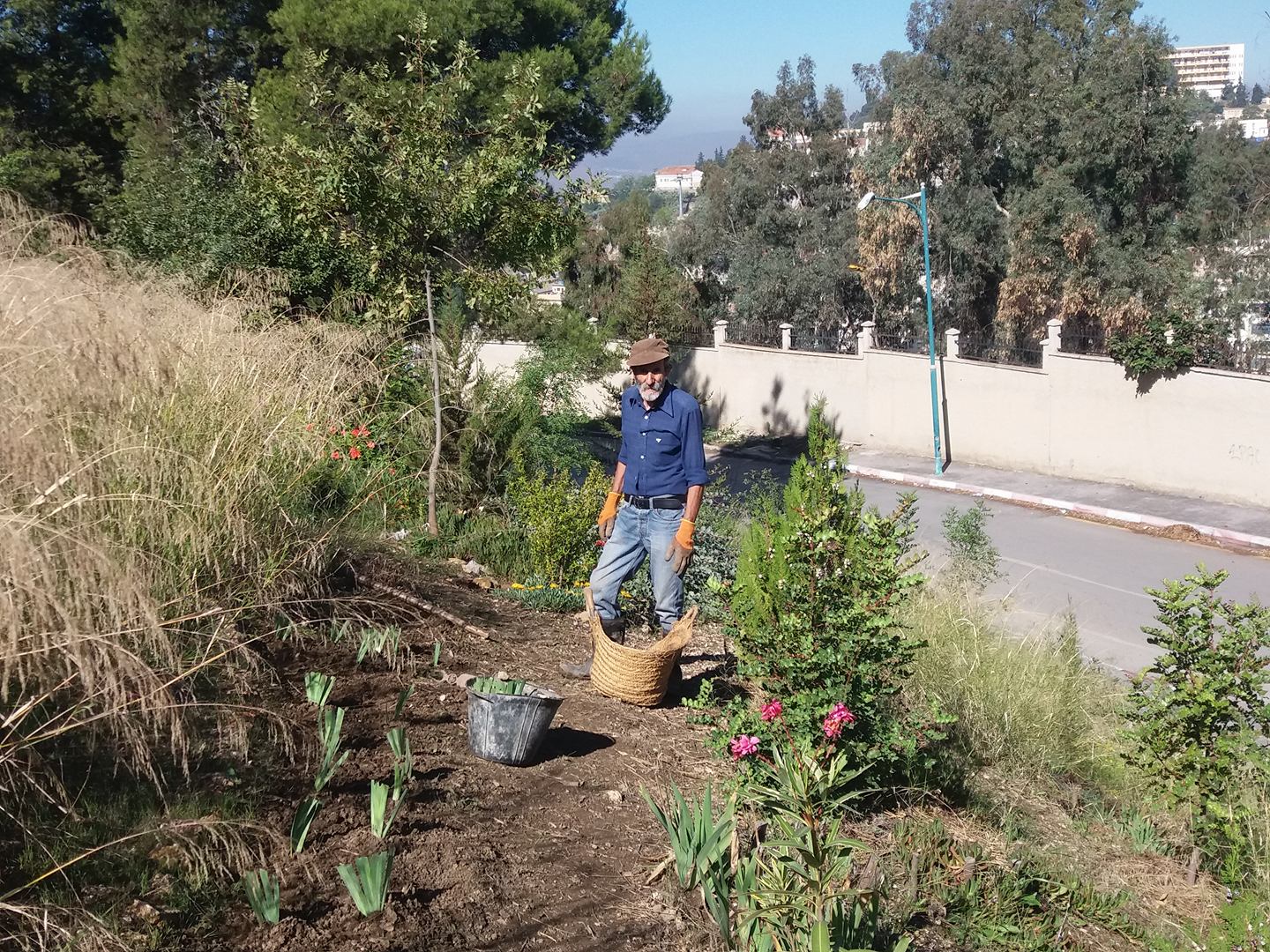 Constantine – Une journée de travail à Djenane Dardar Qacentina: Plantation de fixation de sol avec l’iris