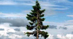 Planète - Le plus viel arbre du monde à plus de 9.500 ans, c’est un épicéa norvégien situé en Suède