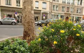 Planète (France) - Lyon: Comment les habitants remettent du vert dans la ville avec les jardins de rue