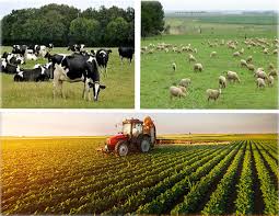 Etudes de faisabilité des projets agricoles , Expertises,