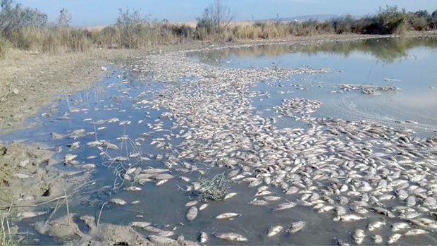 DÉSASTRE ÉCOLOGIQUE À MOSTAGANEM: De grandes quantités de poissons morts à Fornaka