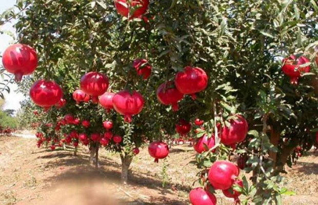 Production de Grenades à Guelma: Une saison qui passe sous silence pour un fruit très prisé