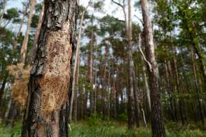 Planète - Belgique: La (pas si) folle idée de centaines de Belges qui se cotisent pour acheter une forêt