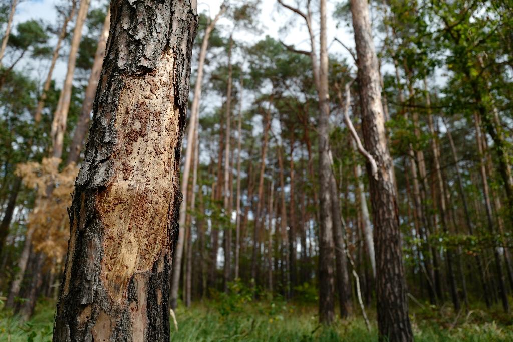 Planète - Belgique: La (pas si) folle idée de centaines de Belges qui se cotisent pour acheter une forêt