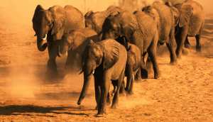 Planète (Afrique) - Au Botswana, une centaine d'éléphants sont morts à cause de la sécheresse