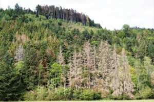 Planète (France) - Sécheresse: dans la forêt vosgienne, sapins et épicéas «n’arrêtent plus de mourir»