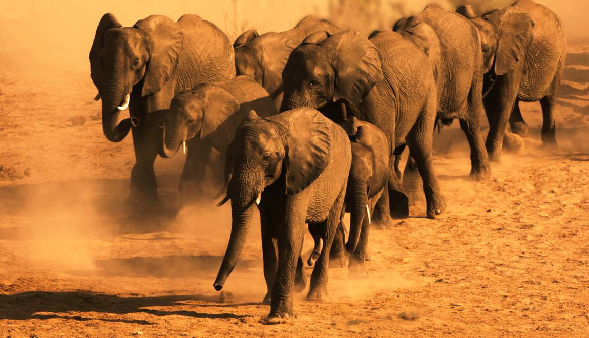 Planète (Afrique) - Au Botswana, une centaine d'éléphants sont morts à cause de la sécheresse